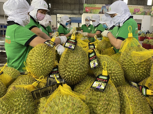 Fraudulent planting area codes threaten Việt Nam’s durian exports